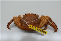 藏品(鱗形斜紋蟹)的圖片